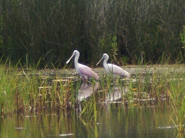 Roseate Spoonbills